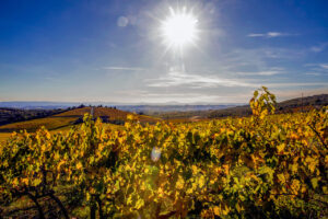 chianti-countryside-small-group-tour