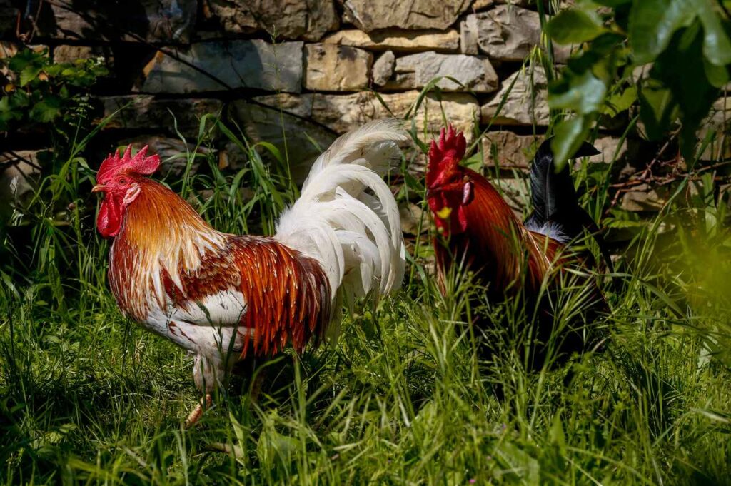 rooster-farm-in-tuscany Two hens and a rooster roaming freely on a Tuscan farm.