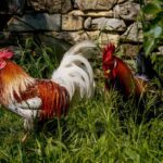 Two hens and a rooster roaming freely on a Tuscan farm.