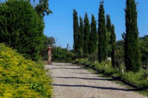 Scenic farm entrance framed by tall cypress trees in Tuscany.