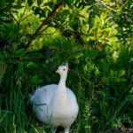 White albino peacock displaying feathers at a Tuscan farm.