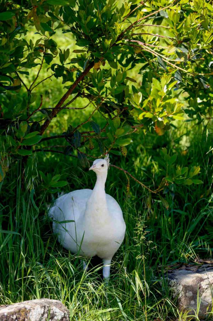 pavone-farm-tuscany-chianti White albino peacock displaying feathers at a Tuscan farm.