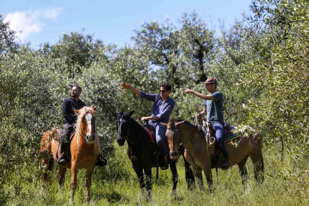 small-group-horseback-chianti horses on a small group horseback tour in Chianti