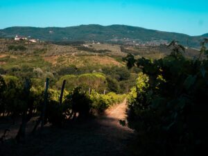 Soft shadows cast over lush vineyard rows during late afternoon.
