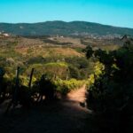 Shaded vineyard rows in Tuscany with hills.