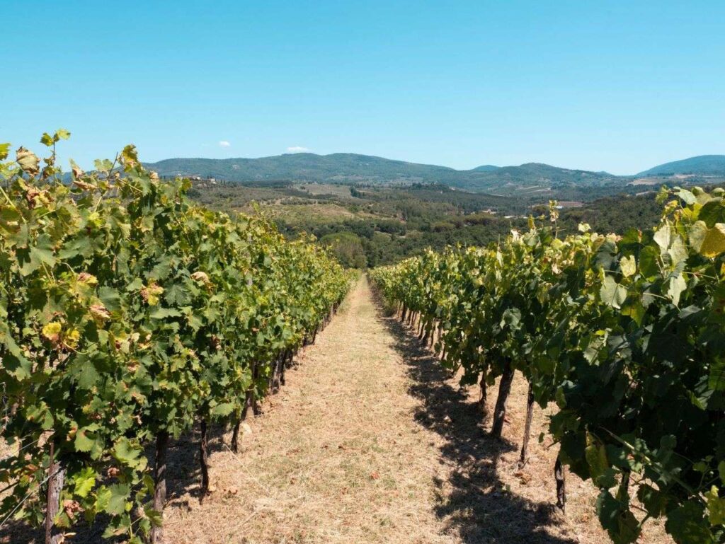 Vineyard rows in Tuscany under summer skies.