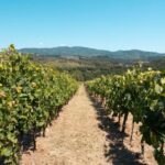 Vineyard rows in Tuscany under summer skies.