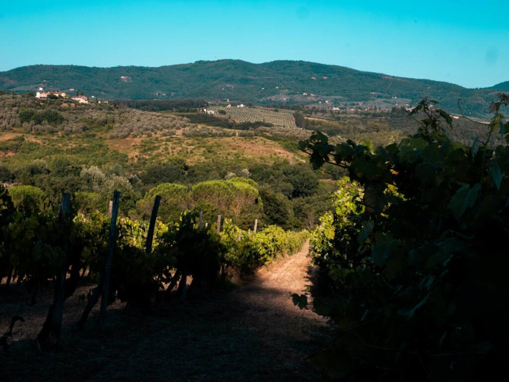 Shaded view across vineyards and hills in Chianti near Florence