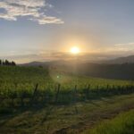 Vineyard rows with panoramic hill views in the Chianti countryside