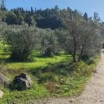 Gravel track through an olive grove on the electric bike tour from Florence to Fiesole