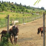 Donkeys and ponies at the fence of Bio e Brado organic farm near Florence — farm animals Tuscany