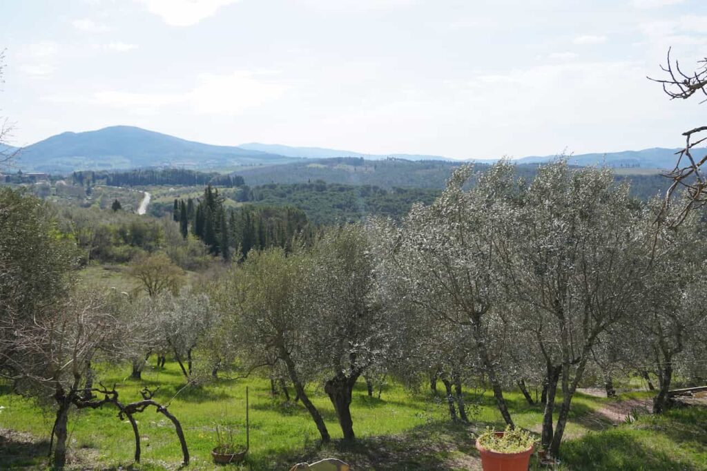 Panoramic view of olive groves and Chianti hills on a private wine tour tuscany departing from Florence.