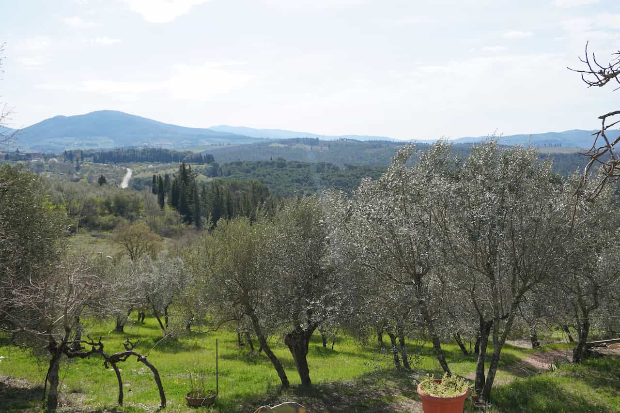 Panoramic view of olive groves and Chianti hills on a private wine tour tuscany departing from Florence.
