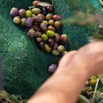 Freshly harvested olives on a collection net at a Tuscan frantoio, part of an olive oil tasting tuscany stop on a private Chianti tour from Florence.