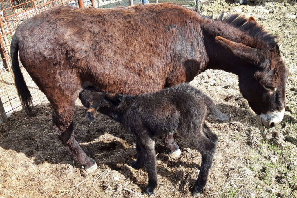 Brown donkey mother nursing her dark foal in a pen on a Tuscany farm experience families enjoy near Florence.