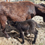 Brown donkey mother nursing her dark foal in a pen on a Tuscany farm experience families enjoy near Florence.