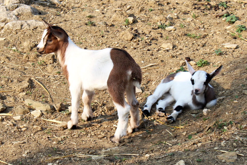 Two baby goats, one standing and one lying down, on a hillside at an agritourism Tuscany families visit with children.