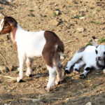 Two baby goats, one standing and one lying down, on a hillside at an agritourism Tuscany families visit with children.